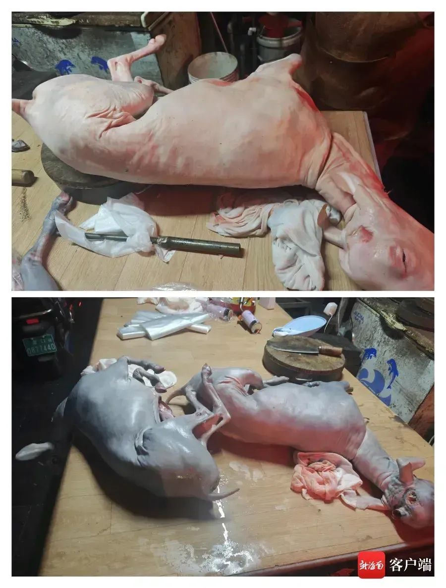 白羊用墨水染成“黑山羊”！海口市场监管部门已介入