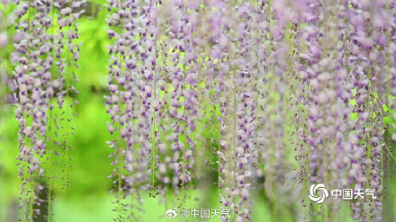 满屏粉紫色 北京玉渊潭紫藤花梦幻上线