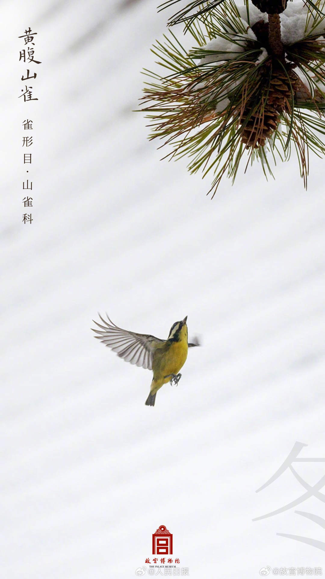 世界地球日,看故宫的鸟儿千姿百态 世界地球日,看故宫的鸟儿千姿百态