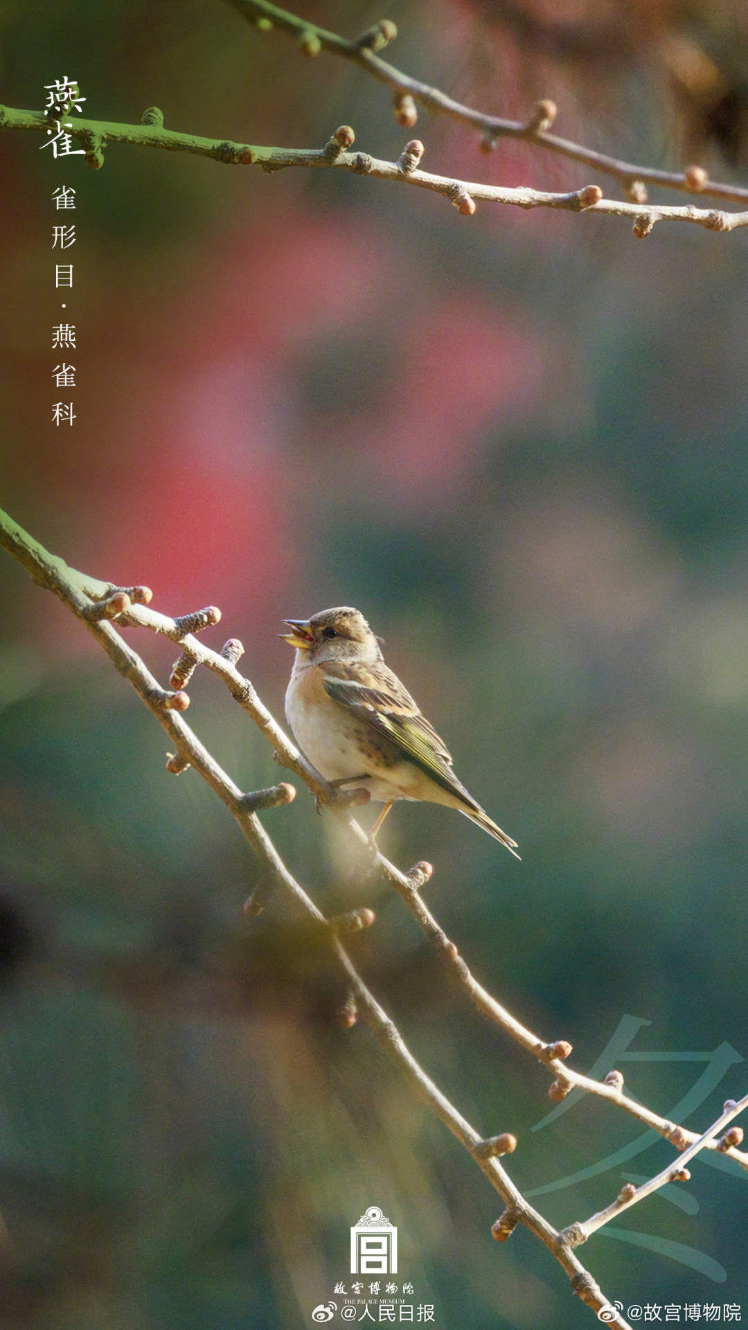世界地球日,看故宫的鸟儿千姿百态 世界地球日,看故宫的鸟儿千姿百态