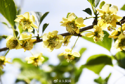 猕猴桃花原来长这样