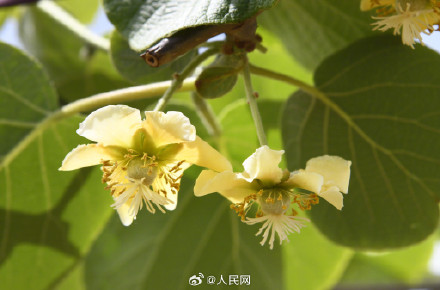 猕猴桃花原来长这样