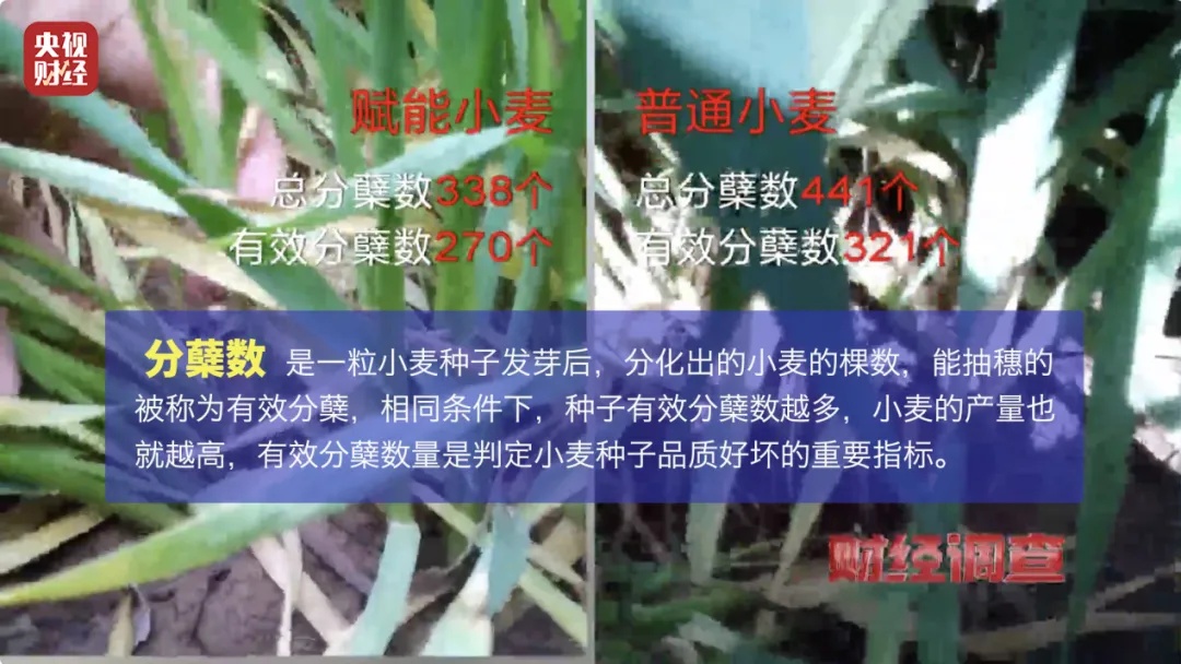 “量子科技”新骗局！央视曝光坑农害农新花招