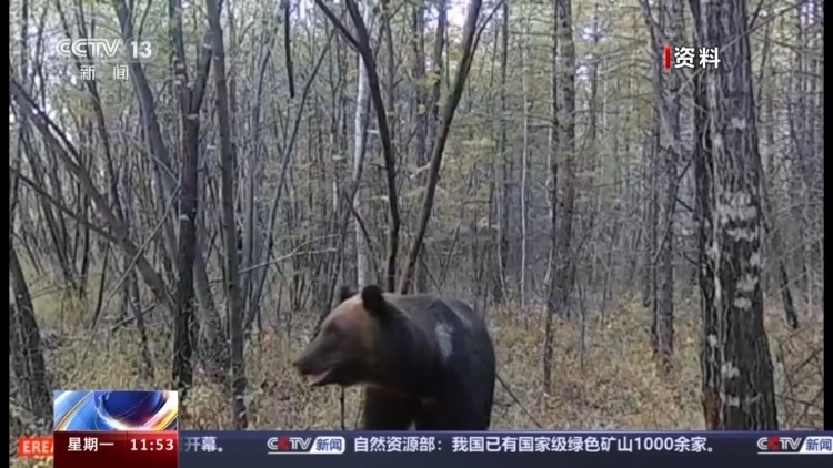 “国宝”级动物随机出没 红外相机抓到了这些有趣画面