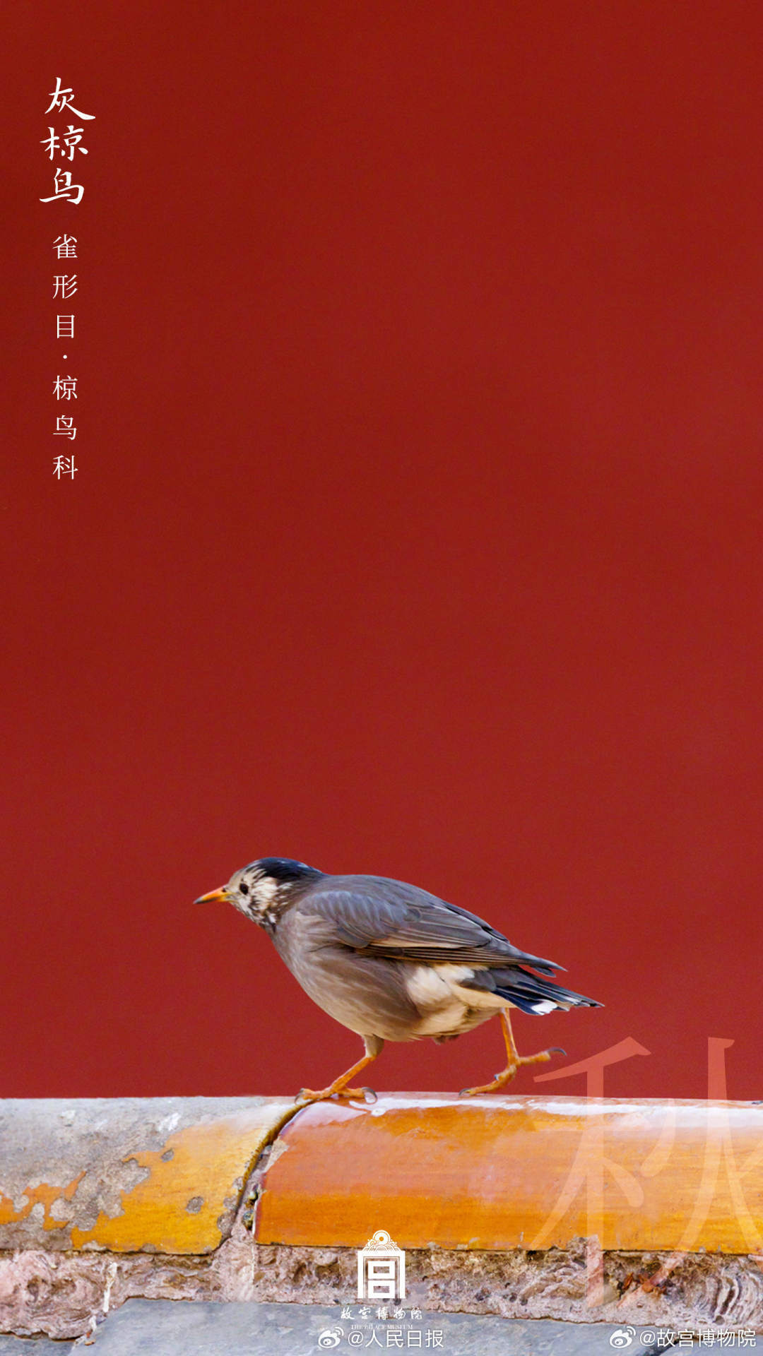 世界地球日,看故宫的鸟儿千姿百态 世界地球日,看故宫的鸟儿千姿百态