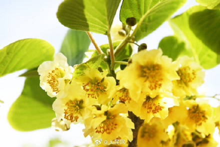 猕猴桃花原来长这样