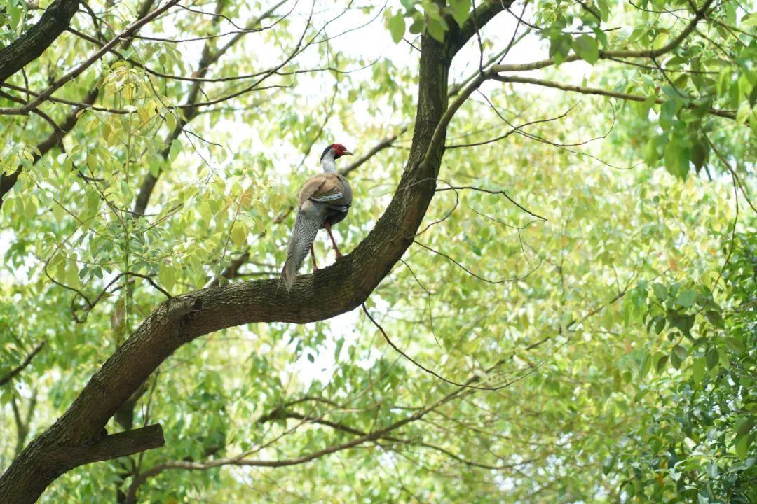 太美了!“林中仙子”惊现派出所,他们“秒”出警! 太美了!“林中仙子”惊现派出所,他们“秒”出警!