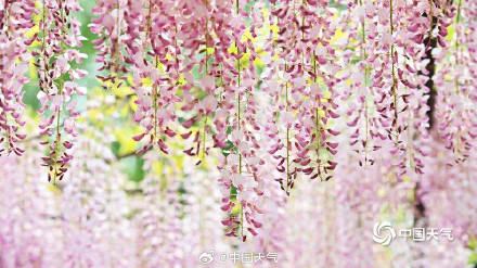 满屏粉紫色 北京玉渊潭紫藤花梦幻上线