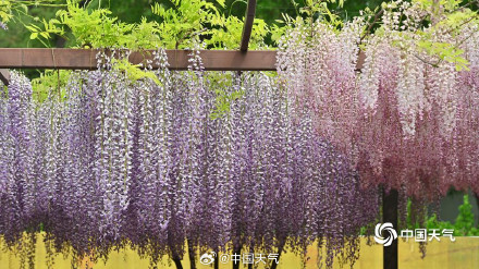 满屏粉紫色 北京玉渊潭紫藤花梦幻上线