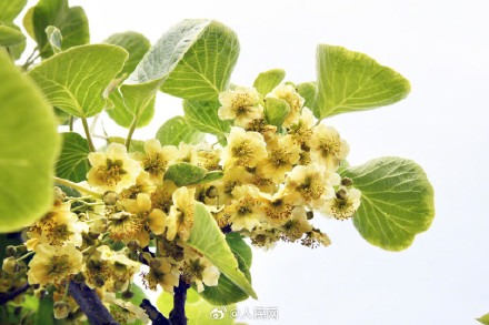 猕猴桃花原来长这样