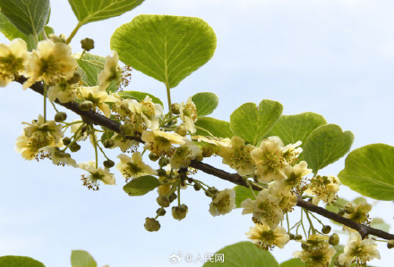 猕猴桃花原来长这样