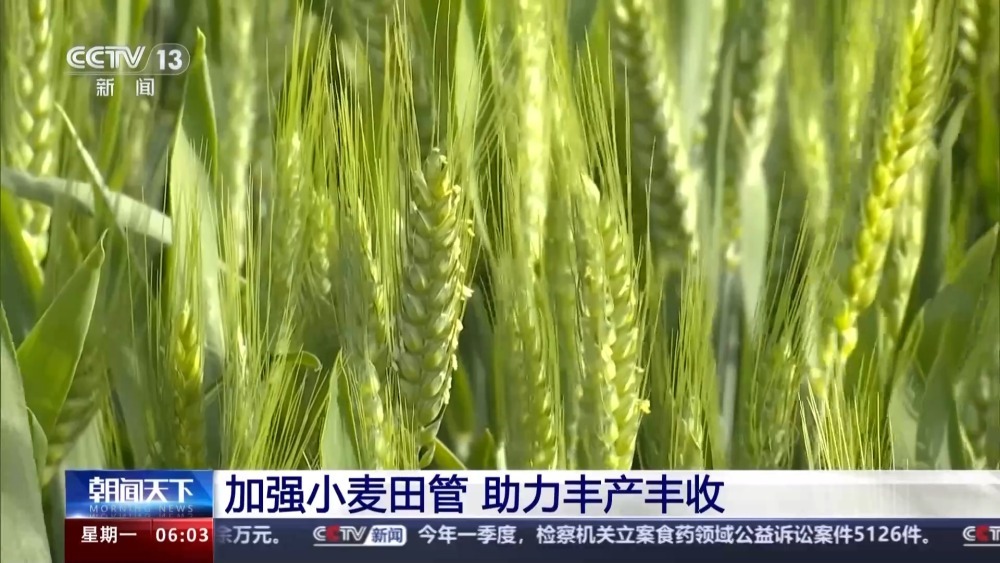 良种+良机+良法 各地加强小麦田管保丰收 良种+良机+良法 各地加强小麦田管保丰收