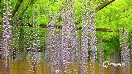 满屏粉紫色 北京玉渊潭紫藤花梦幻上线