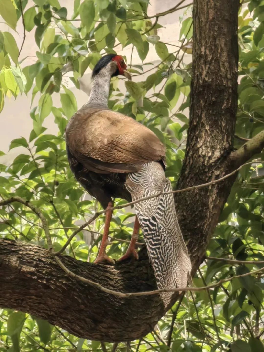 太美了!“林中仙子”惊现派出所,他们“秒”出警! 太美了!“林中仙子”惊现派出所,他们“秒”出警!