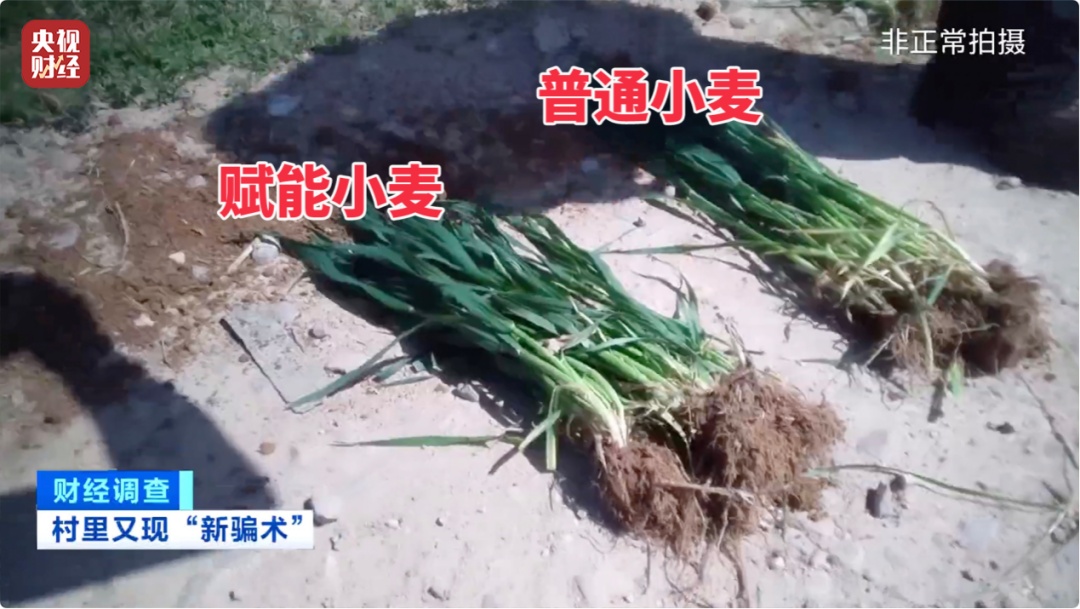 用“量子科技”种地，赋能的种子长得又快又好？