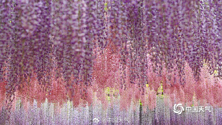 满屏粉紫色 北京玉渊潭紫藤花梦幻上线
