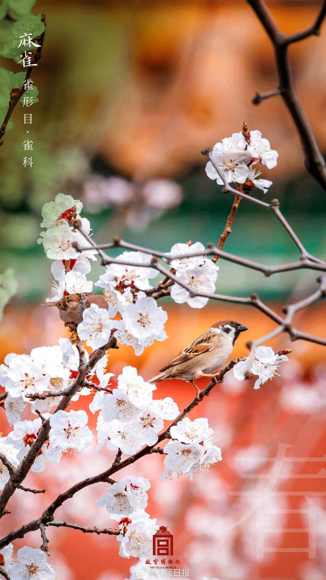 世界地球日,看故宫的鸟儿千姿百态 世界地球日,看故宫的鸟儿千姿百态