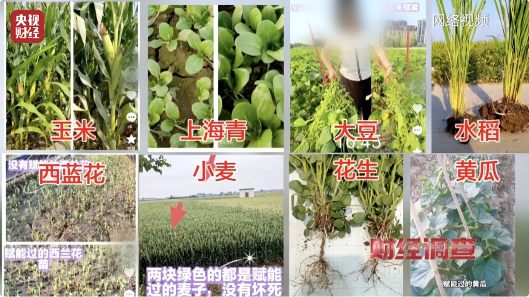 用“量子科技”种地，赋能的种子长得又快又好？