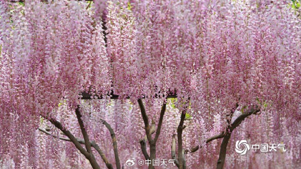 满屏粉紫色 北京玉渊潭紫藤花梦幻上线