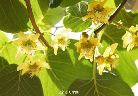 猕猴桃花原来长这样