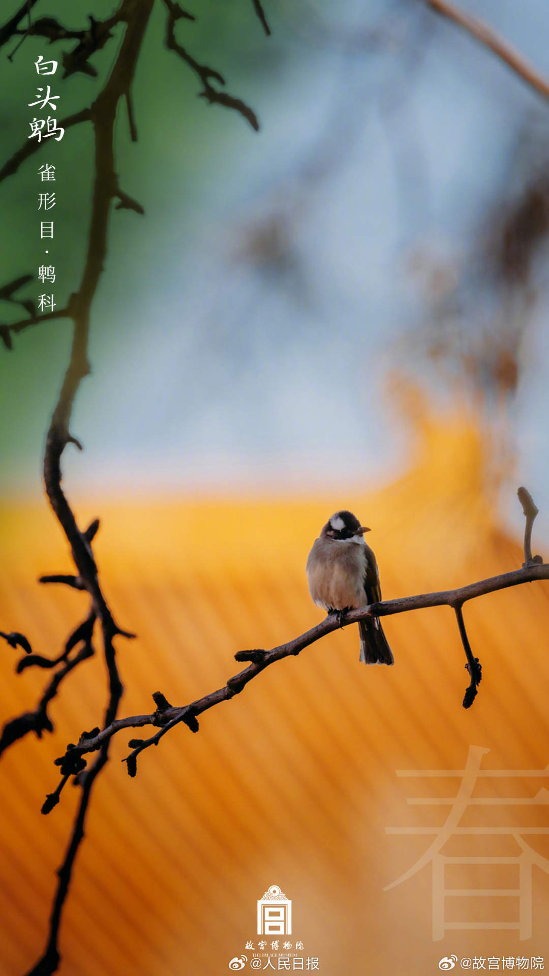 世界地球日,看故宫的鸟儿千姿百态 世界地球日,看故宫的鸟儿千姿百态