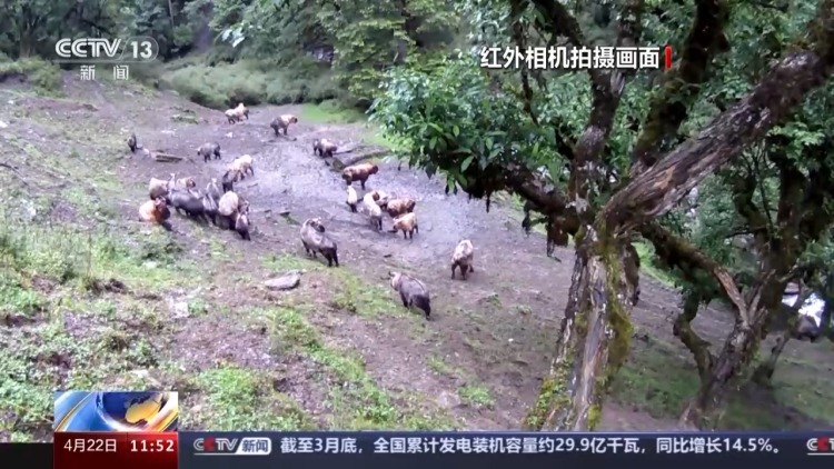 “国宝”级动物随机出没 红外相机抓到了这些有趣画面