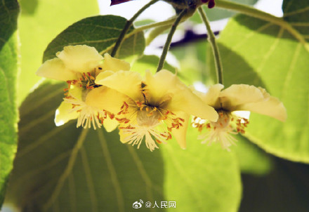 猕猴桃花原来长这样