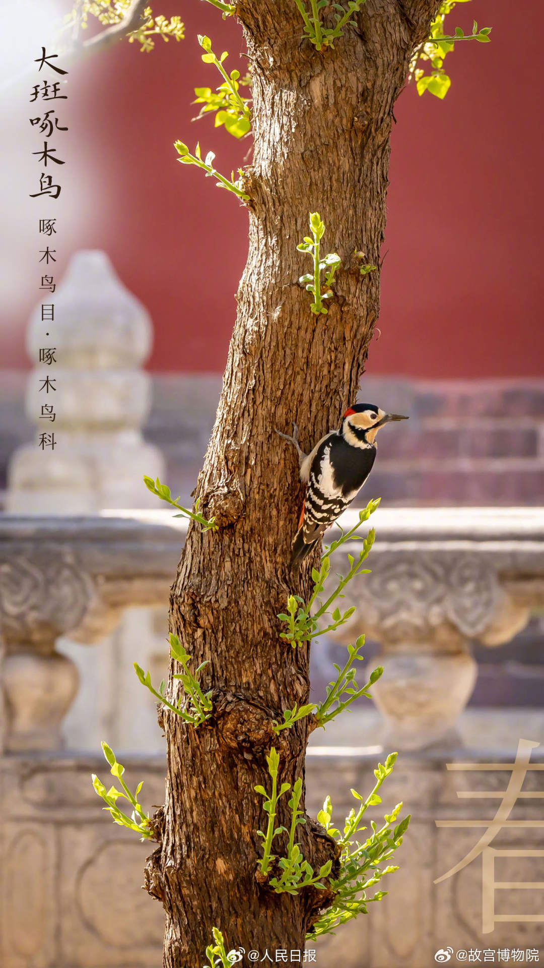 世界地球日,看故宫的鸟儿千姿百态 世界地球日,看故宫的鸟儿千姿百态