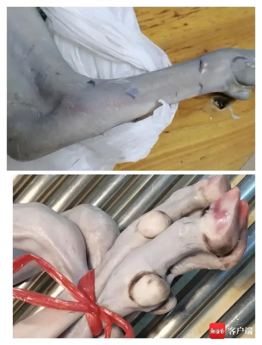 白羊用墨水染成“黑山羊”！海口市场监管部门已介入