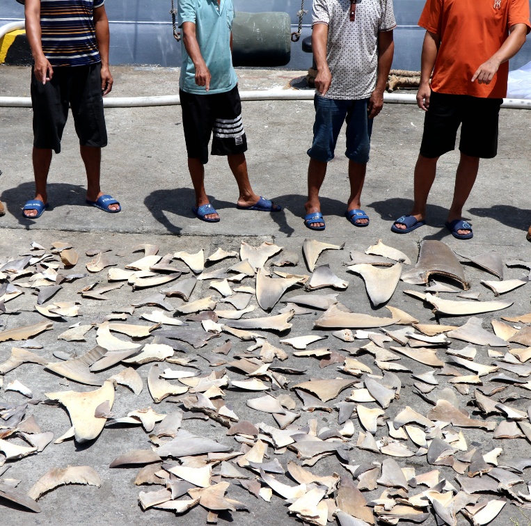 抓获24人！案值3000余万元！涉及砗磲肉、海龙、鲨鱼翅......