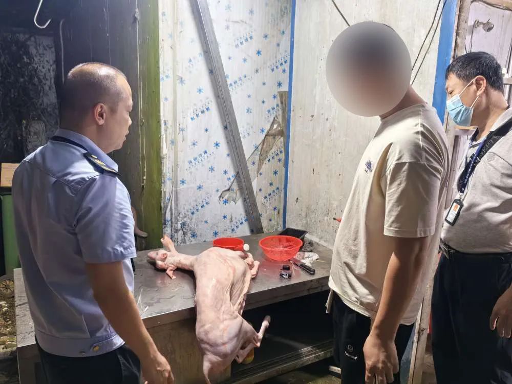 海口出现漂染白羊冒充黑羊!举报渠道→ 海口出现漂染白羊冒充黑羊!举报渠道→