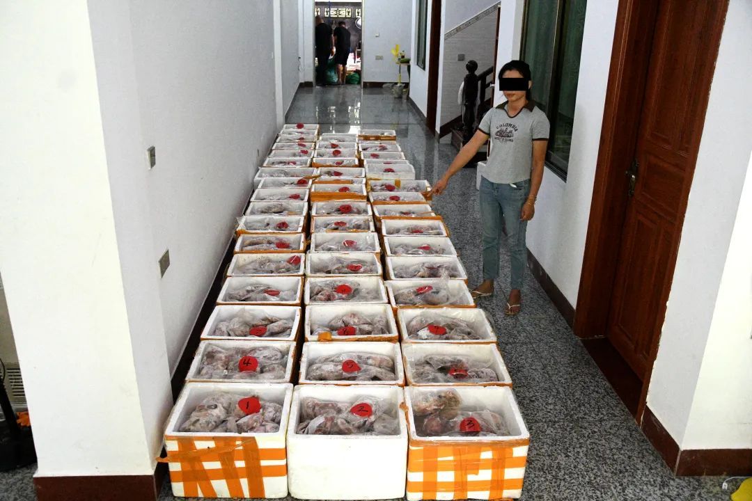 案值3000余万元!涉及砗磲肉、海龙、鲨鱼翅......海南破获一起特大走私案 案值3000余万元!涉及砗磲肉、海龙、鲨鱼翅......海南破获一起特大走私案