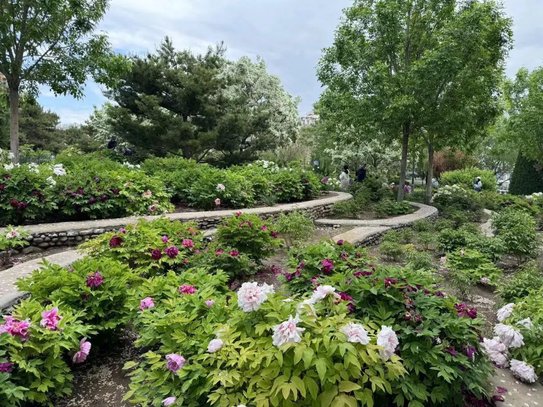 在北京赏国色天香！超过800个品种，展期持续到5月底！