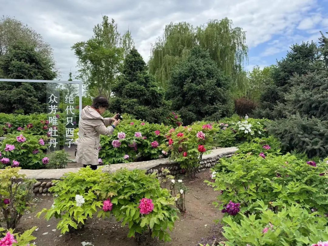 在北京赏国色天香！超过800个品种，展期持续到5月底！