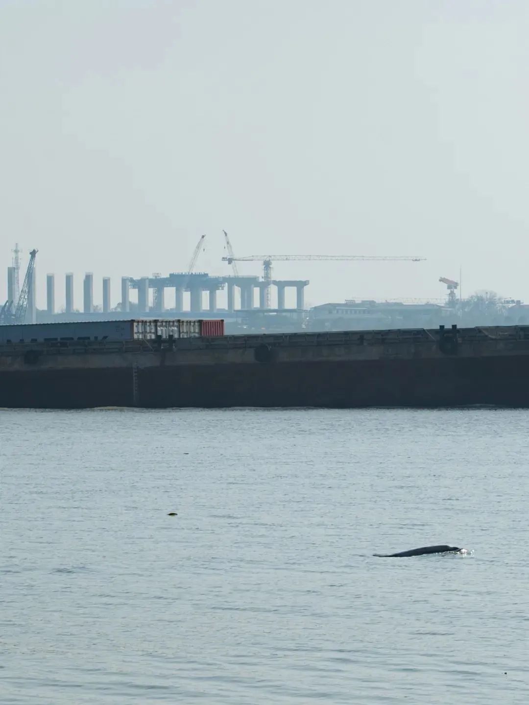 过江大桥+1!最新进展来了 过江大桥+1!最新进展来了