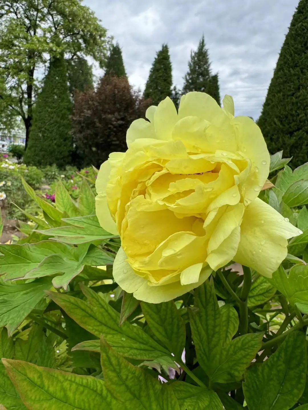 在北京赏国色天香！超过800个品种，展期持续到5月底！