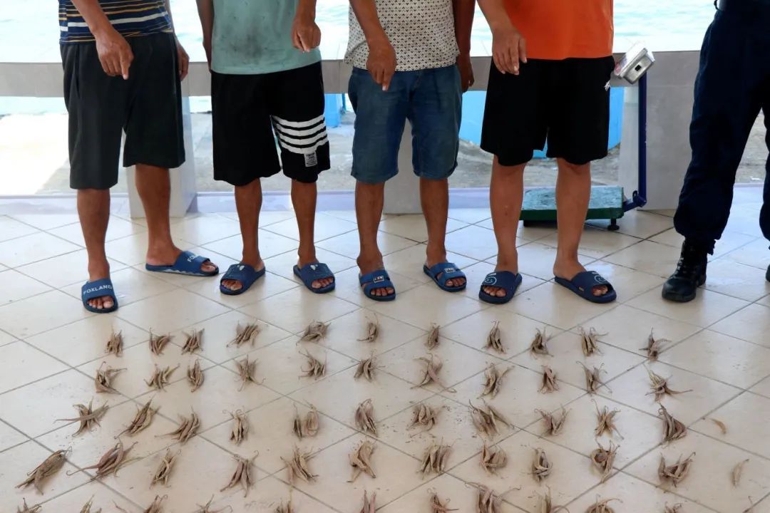 案值3000余万元!涉及砗磲肉、海龙、鲨鱼翅......海南破获一起特大走私案 案值3000余万元!涉及砗磲肉、海龙、鲨鱼翅......海南破获一起特大走私案