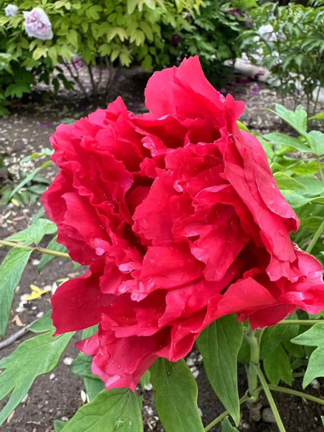 在北京赏国色天香！超过800个品种，展期持续到5月底！