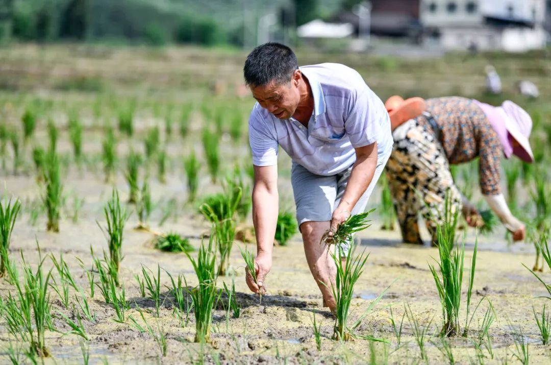 间谍窃取我稻种及制种技术案引关注！“种源安全”也是国家安全→