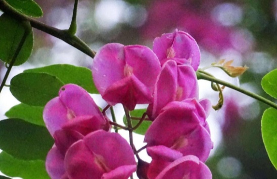 正大量出现！很多人到处在找……