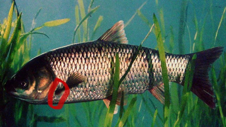 又是这根刺!我们问了医生,这个地方的刺,误吞的人最多! 又是这根刺!我们问了医生,这个地方的刺,误吞的人最多!