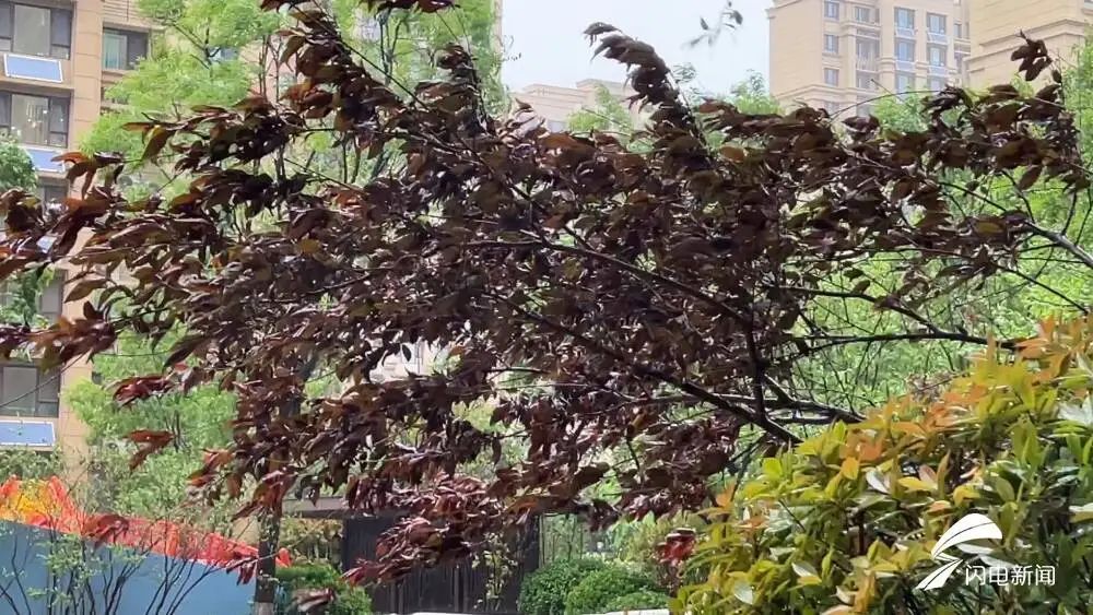 10级雷雨大风！山东9市出现强对流天气！东营等地局部仍有大雨