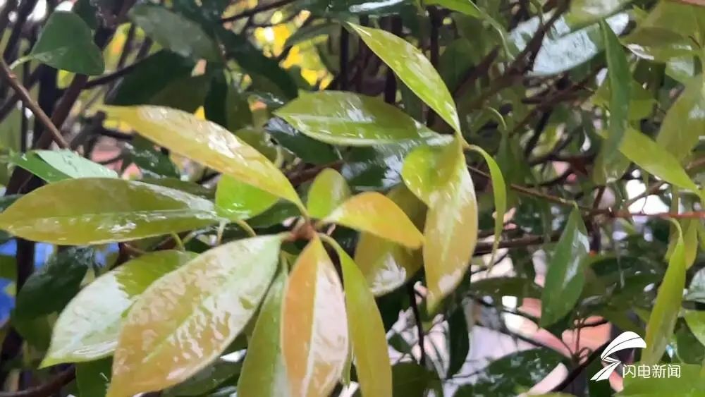 10级雷雨大风！山东9市出现强对流天气！东营等地局部仍有大雨