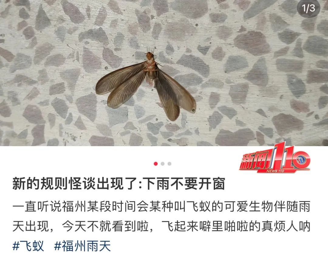 注意！福州已经开始成群出现！应急措施是……
