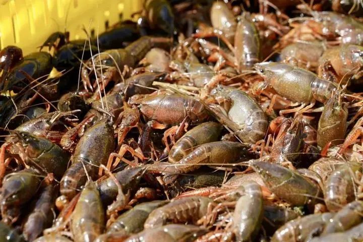 暴跌！9.9元一斤！浙江人惊了：今年这么便宜...