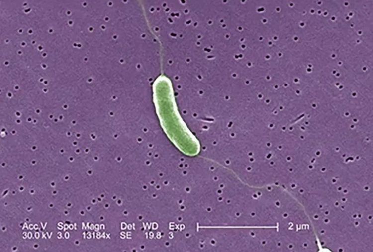 2岁幼童摸鱼后竟要截肢？海鲜不能随便碰