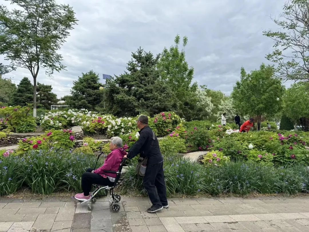 在北京赏国色天香！超过800个品种，展期持续到5月底！