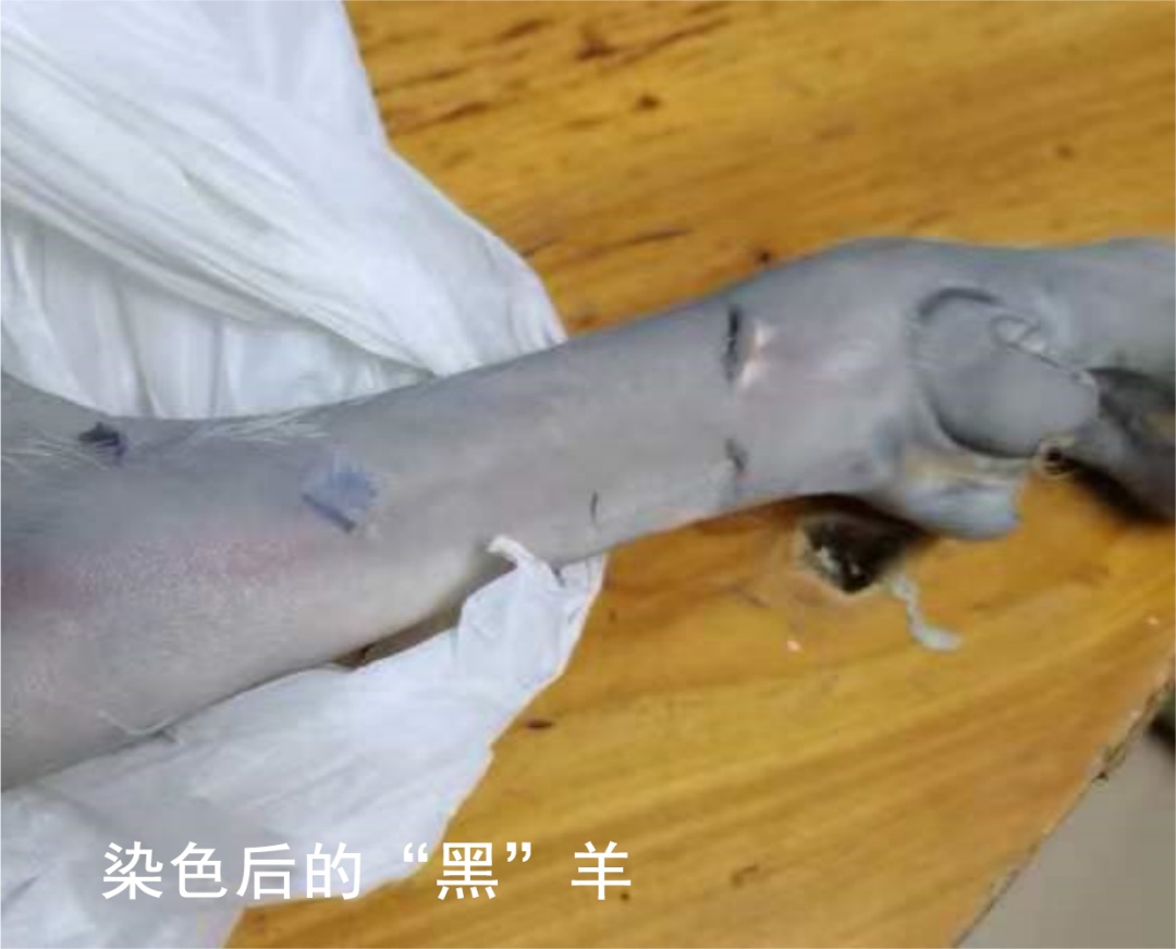 海口出现漂染白羊冒充黑羊!举报渠道→ 海口出现漂染白羊冒充黑羊!举报渠道→