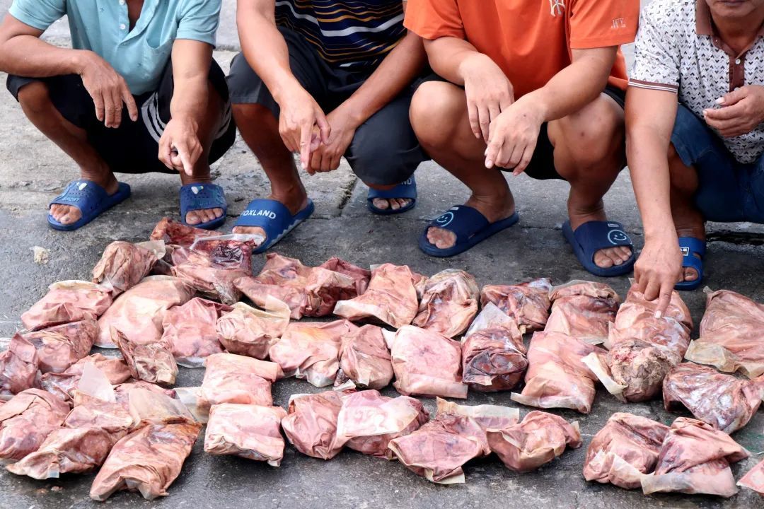 案值3000余万元!涉及砗磲肉、海龙、鲨鱼翅......海南破获一起特大走私案 案值3000余万元!涉及砗磲肉、海龙、鲨鱼翅......海南破获一起特大走私案