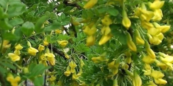 正大量出现！很多人到处在找……